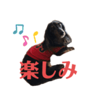 可愛いミニチュアダックス・ジャズ君2（個別スタンプ：13）