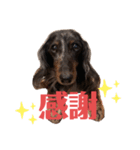 可愛いミニチュアダックス・ジャズ君2（個別スタンプ：16）