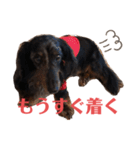 可愛いミニチュアダックス・ジャズ君2（個別スタンプ：17）