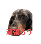可愛いミニチュアダックス・ジャズ君2（個別スタンプ：18）