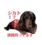 可愛いミニチュアダックス・ジャズ君2（個別スタンプ：20）