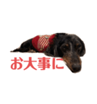 可愛いミニチュアダックス・ジャズ君2（個別スタンプ：21）