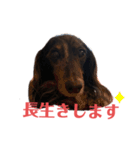 可愛いミニチュアダックス・ジャズ君2（個別スタンプ：23）