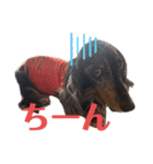 可愛いミニチュアダックス・ジャズ君2（個別スタンプ：26）