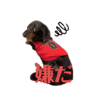 可愛いミニチュアダックス・ジャズ君2（個別スタンプ：31）