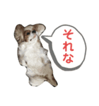 キャバリア♡ショコラ2（個別スタンプ：5）