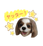 キャバリア♡ショコラ2（個別スタンプ：6）