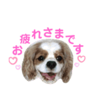 キャバリア♡ショコラ2（個別スタンプ：8）