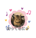 キジトラきなこ（個別スタンプ：2）