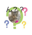 キジトラきなこ（個別スタンプ：3）