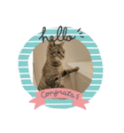 キジトラきなこ（個別スタンプ：4）