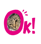 キジトラきなこ（個別スタンプ：5）