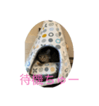 キジトラきなこ（個別スタンプ：8）