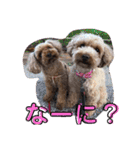 トイプードル   姫華＆夢華（個別スタンプ：10）