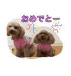 トイプードル   姫華＆夢華（個別スタンプ：20）