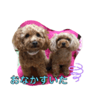 トイプードル   姫華＆夢華（個別スタンプ：31）