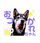 黒柴犬 てくてく☆にんにん③（個別スタンプ：1）