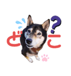 黒柴犬 てくてく☆にんにん③（個別スタンプ：3）
