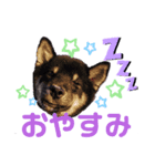 黒柴犬 てくてく☆にんにん③（個別スタンプ：6）