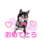 黒柴犬 てくてく☆にんにん③（個別スタンプ：7）