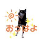 黒柴犬 てくてく☆にんにん③（個別スタンプ：8）