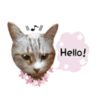 保護ねこスタンプ①（個別スタンプ：1）