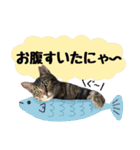 保護ねこスタンプ①（個別スタンプ：2）