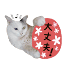 保護ねこスタンプ①（個別スタンプ：3）