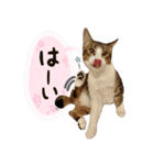 保護ねこスタンプ①（個別スタンプ：4）