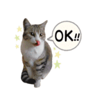 保護ねこスタンプ①（個別スタンプ：5）