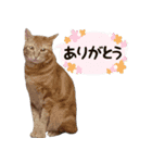 保護ねこスタンプ①（個別スタンプ：6）