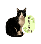 保護ねこスタンプ①（個別スタンプ：7）