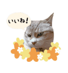 保護ねこスタンプ①（個別スタンプ：8）
