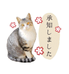保護ねこスタンプ①（個別スタンプ：9）