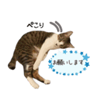 保護ねこスタンプ①（個別スタンプ：10）