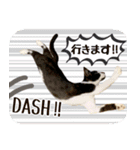 保護ねこスタンプ①（個別スタンプ：11）
