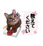 保護ねこスタンプ①（個別スタンプ：12）