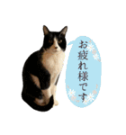 保護ねこスタンプ①（個別スタンプ：13）