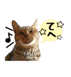 保護ねこスタンプ①（個別スタンプ：14）