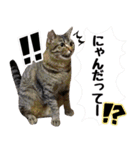 保護ねこスタンプ①（個別スタンプ：15）