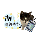保護ねこスタンプ①（個別スタンプ：16）