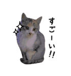 保護ねこスタンプ①（個別スタンプ：17）
