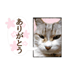 保護ねこスタンプ①（個別スタンプ：19）