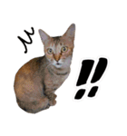 保護ねこスタンプ①（個別スタンプ：21）
