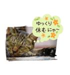 保護ねこスタンプ①（個別スタンプ：23）