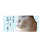 保護ねこスタンプ①（個別スタンプ：24）