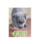 オイの名前はモイ（個別スタンプ：1）
