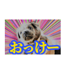 オイの名前はモイ（個別スタンプ：4）
