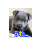 オイの名前はモイ（個別スタンプ：5）