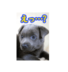 オイの名前はモイ（個別スタンプ：6）